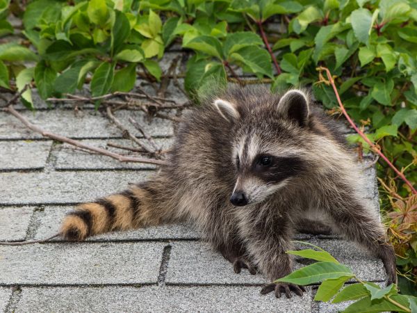 Houston Wildlife Removal