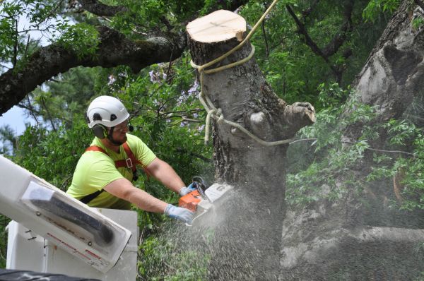 Houston Tree Trimming