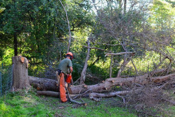 Houston Tree Removal