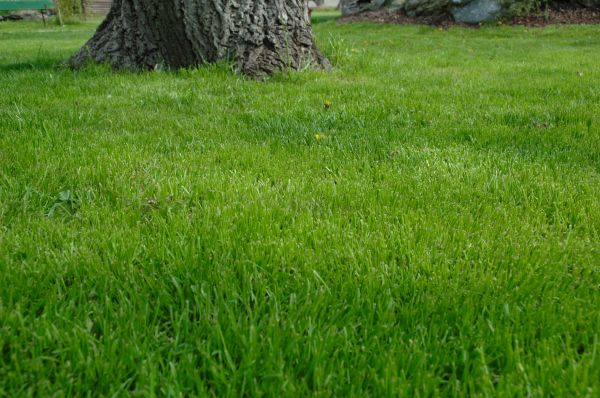 Houston Lawn Treatment